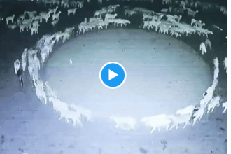 Πρόβατα στην Κίνα