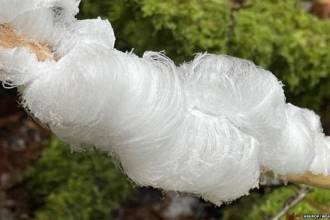 Παγοβαμβάκι