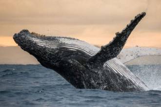 Φάλαινα μεγάπτερη