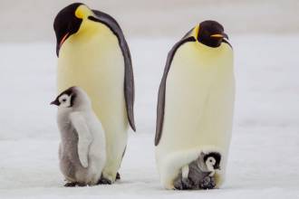 Πιγκουίνοι