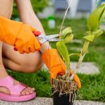 εργασίες κήπου τον Απρίλιο με φύτευση και φροντίδα φυτών σε ανοιξιάτικο περιβάλλον