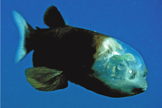 Macropinna_Microstoma