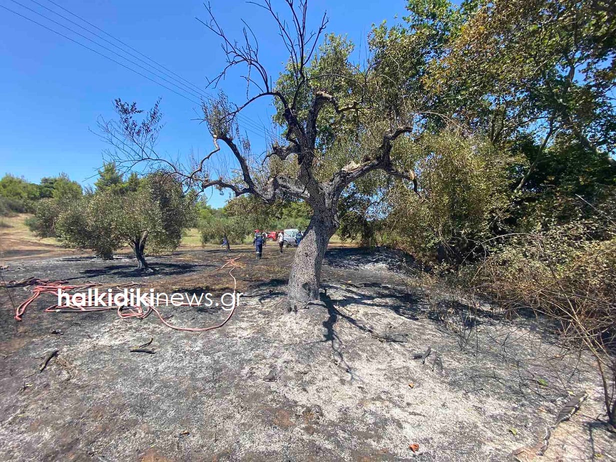 Χαλκιδική πυρκαγιά