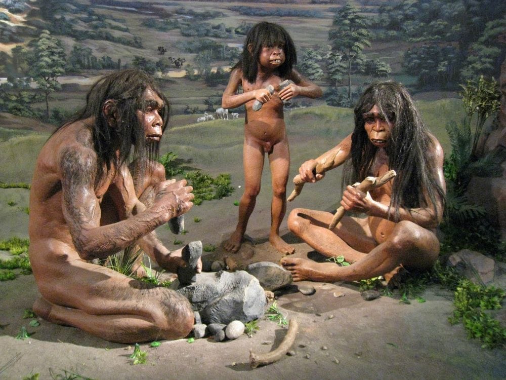 Homo_erectus