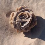 Τριαντάφυλλα της ερήμου από κρυστάλλους γύψου με μορφή πετάλων μέσα σε αμμώδες περιβάλλον