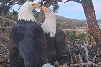 Big Bear Bald Eagle Nest Cam, CA