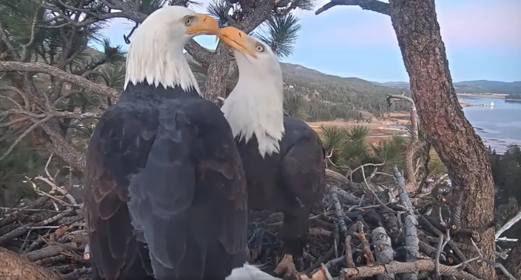 Big Bear Bald Eagle Nest Cam, CA