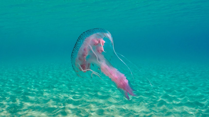 Πλήθος μεδουσών κοντά σε ακτές της Ανατολικής Αττικής σε ήρεμη θάλασσα
