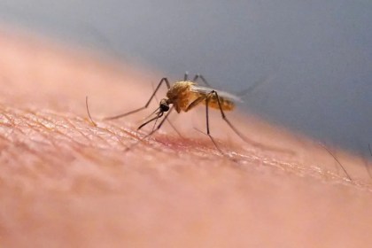 Mosquitoes