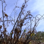 North Carolina Drought: 82 Counties Declared Natural Disaster Areas by USDA