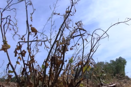 North Carolina Drought: 82 Counties Declared Natural Disaster Areas by USDA