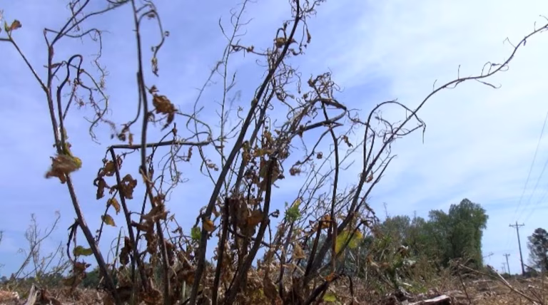 North Carolina Drought: 82 Counties Declared Natural Disaster Areas by USDA