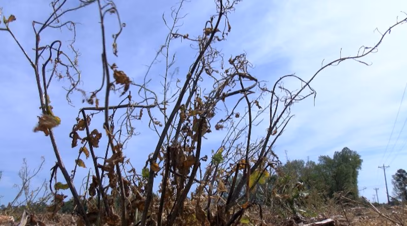 North Carolina Drought: 82 Counties Declared Natural Disaster Areas by USDA